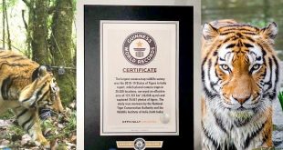 India’s Tiger Census sets a New Guinness Record for being the world’s largest camera trap wildlife survey.