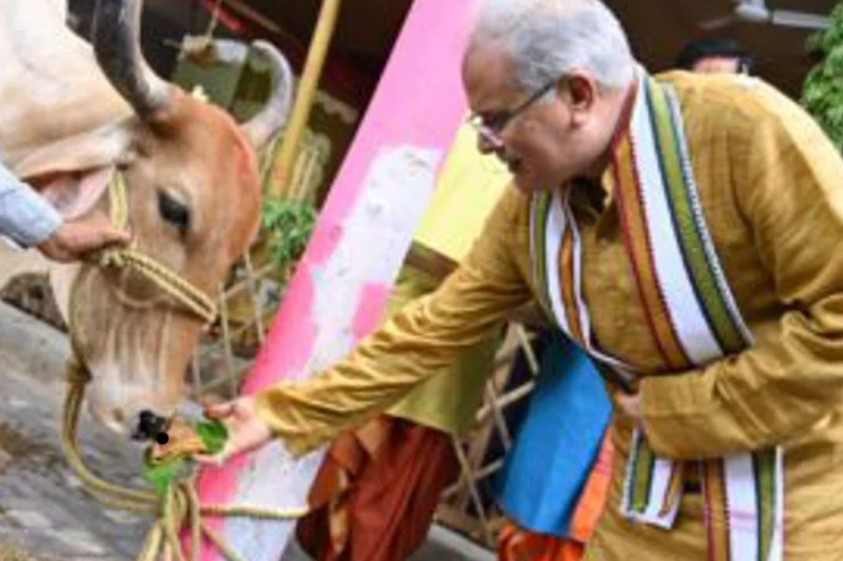 कांग्रेस को भी समझ आ गया गाय का महत्त्व, गौ मूत्र पर लिया बड़ा फैसला